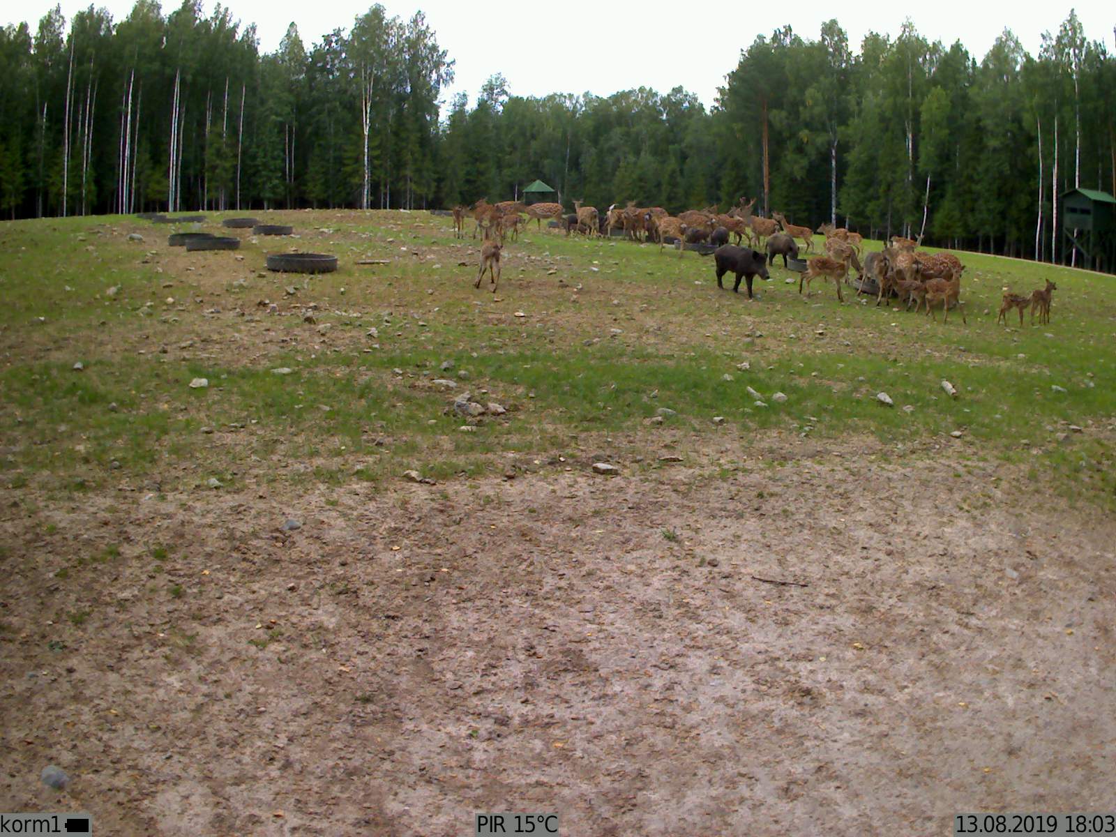 Фото с gsm-камеры KUBIK